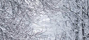 Fairytale fluffy snow-covered trees branches, nature scenery wit