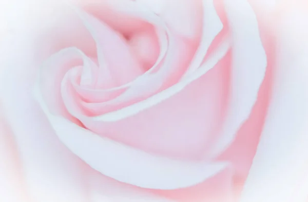 Mise au point douce, fond floral abstrait, fleur rose rose. Macro — Photo