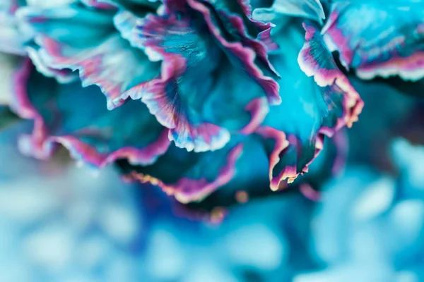 Abstract floral background, blue carnation flower. Macro flowers