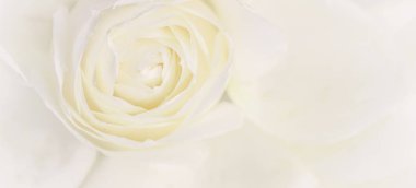 Yumuşak odak, soyut çiçek arkaplanı, beyaz gül çiçeği. Makro