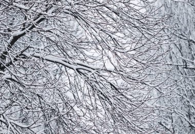 Fairytale fluffy snow-covered trees branches, nature scenery wit