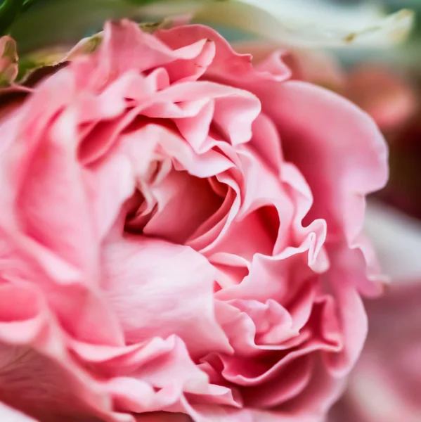 Jemné zaostření, abstraktní květinové pozadí, růžový květ růže. Makro — Stock fotografie
