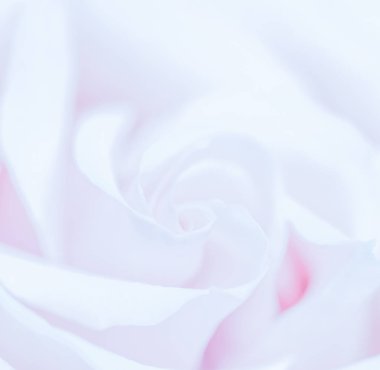 Yumuşak odak, soyut çiçek arkaplanı, mor gül çiçeği. Macr.