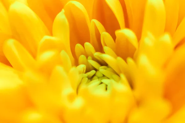 Abstract floral background, yellow chrysanthemum flower. Macro f — Stock Photo, Image