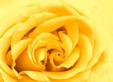 Soft focus, abstract floral background, yellow rose flower. Macr
