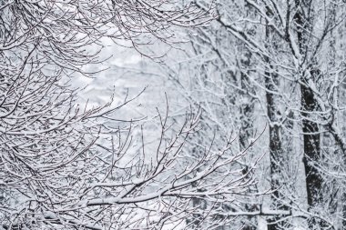 Fairytale fluffy snow-covered trees branches, nature scenery wit