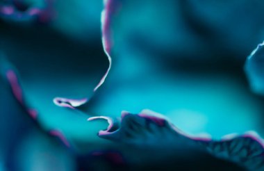 Soyut çiçek arkaplanı, mavi karanfil çiçeği. Makro çiçekler