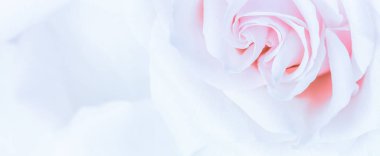 Yumuşak odak, soyut çiçek arkaplanı, mor gül çiçeği. Macr.