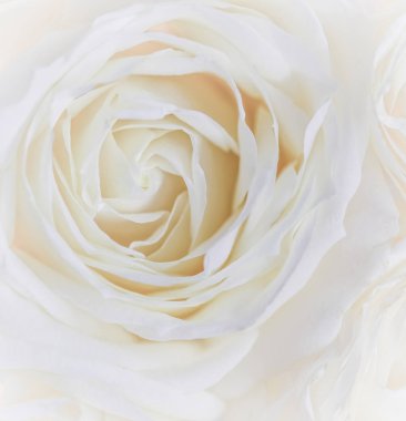 Yumuşak odak, soyut çiçek arkaplanı, beyaz gül çiçeği. Makro