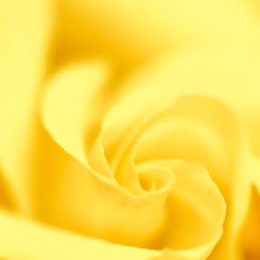 Soft focus, abstract floral background, yellow rose flower. Macr