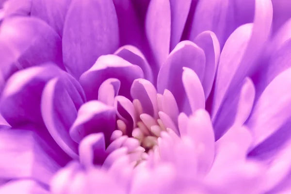 Fondo floral abstracto, flor de crisantemo púrpura. Macro f —  Fotos de Stock