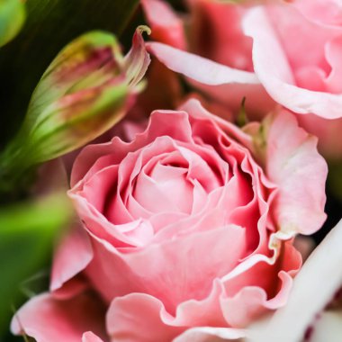 Soft focus, abstract floral background, pink rose flower. Macro 