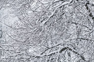 Fairytale fluffy snow-covered trees branches, nature scenery wit