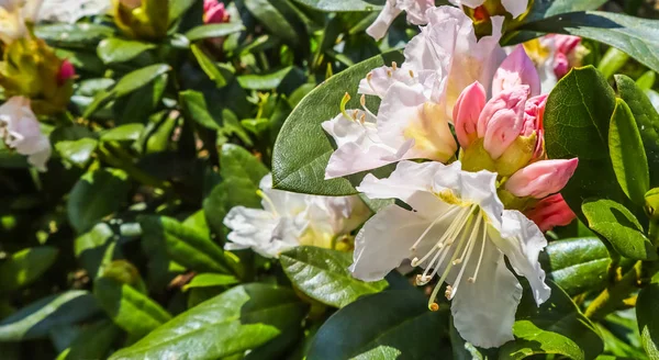 Opening of beautiful flower of Rhododendron 'Cunningham's White' — Stockfoto