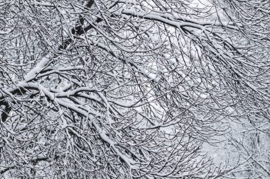 Fairytale fluffy snow-covered trees branches, nature scenery wit