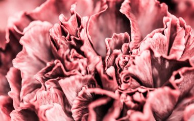 Retro sanat, klasik kart ve botanik konsepti soyut çiçek arkaplanı, pembe karanfil çiçeği. Tatil markası tasarımı için Macro çiçek arkaplanı