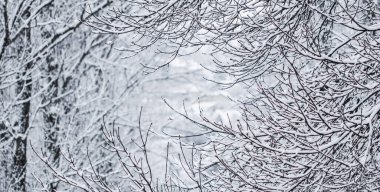 Kar manzarası, kış tatili konsepti - Peri masalı kar kaplı ağaç dalları, beyaz kar ve soğuk hava manzarası. Kış parkında kar yağışı. Yumuşak odak