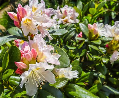 Bahar bahçesinde Rhododendron 'Cunningham's White' güzel çiçek açılışı