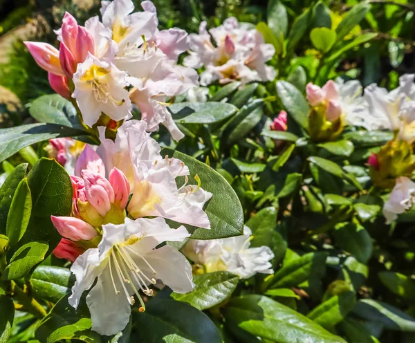 Otwarcie Pięknego Kwiatu Rhododendron Cunninghan White Wiosennym Ogrodzie — Zdjęcie stockowe