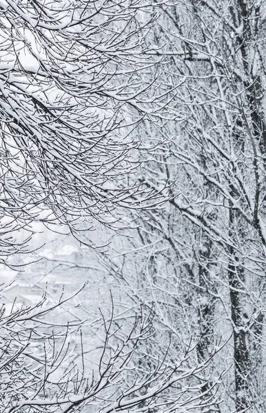 荒凉的风景 寒假的概念 童话蓬松的积雪覆盖的树枝 白雪的自然景观和寒冷的天气 冬季公园的降雪 软焦点 — 图库照片