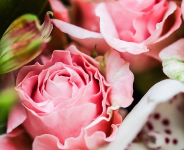 Botanik konsepti, düğün davetiyesi yumuşak odak noktası, soyut çiçek arkaplanı, pembe gül çiçeği. Tatil markası tasarımı için Macro çiçek arkaplanı