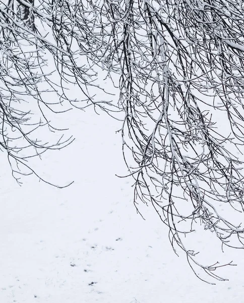 荒凉的风景 寒假的概念 童话蓬松的积雪覆盖的树枝 白雪的自然景观和寒冷的天气 冬季公园的降雪 软焦点 — 图库照片