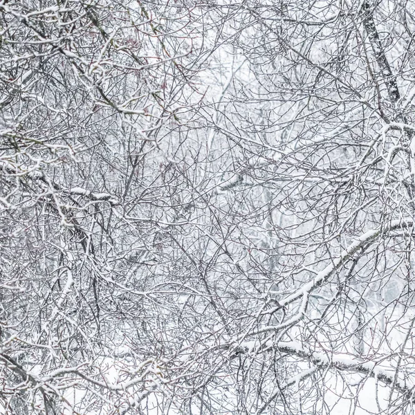 荒凉的风景 寒假的概念 童话蓬松的积雪覆盖的树枝 白雪的自然景观和寒冷的天气 冬季公园的降雪 软焦点 — 图库照片