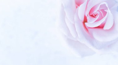 Botanik konsepti, düğün davetiyesi yumuşak odak noktası, soyut çiçek arkaplanı, mor gül çiçeği. Tatil markası tasarımı için Macro çiçek arkaplanı