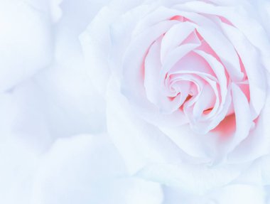 Botanik konsepti, düğün davetiyesi yumuşak odak noktası, soyut çiçek arkaplanı, mor gül çiçeği. Tatil markası tasarımı için Macro çiçek arkaplanı