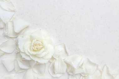 Beyaz arka planda güzel beyaz güller ve taç yaprakları. Düğün, doğum günü, Sevgililer Günü, Anneler Günü için tebrik kartları için ideal.