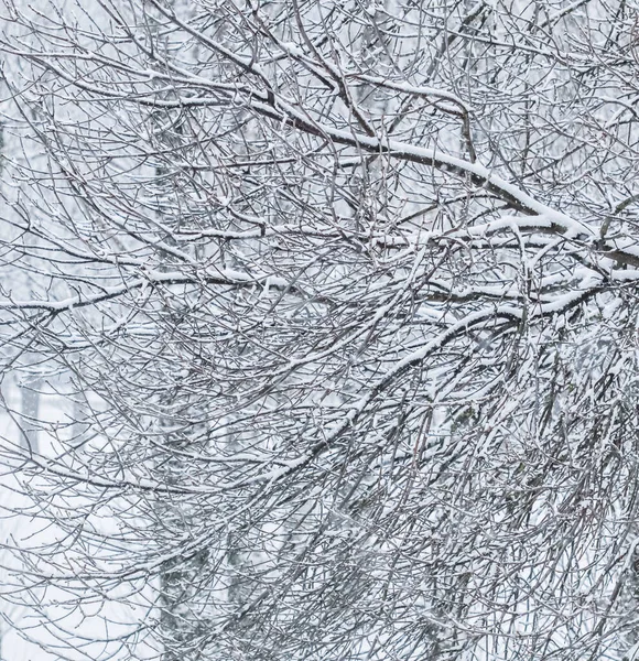 荒凉的风景 寒假的概念 童话蓬松的积雪覆盖的树枝 白雪的自然景观和寒冷的天气 冬季公园的降雪 软焦点 — 图库照片