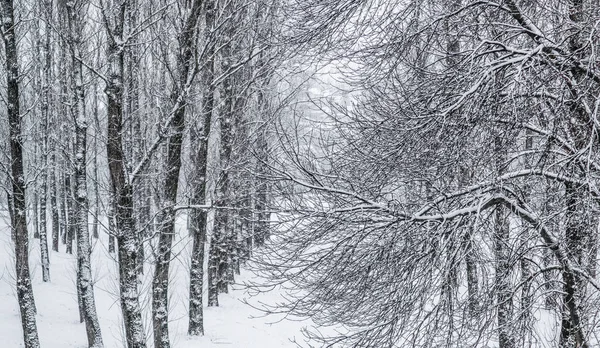 雪景色 冬の休暇のコンセプト おとぎ話のようなふわふわの雪に覆われた木の枝 白い雪と寒い天候の自然風景 冬の公園で降雪 ソフトフォーカス — ストック写真