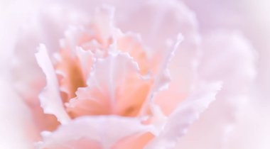 Retro sanat, klasik kart ve botanik konsepti soyut çiçek arkaplanı, soluk pembe karanfil çiçeği. Tatil markası tasarımı için Macro çiçek arkaplanı