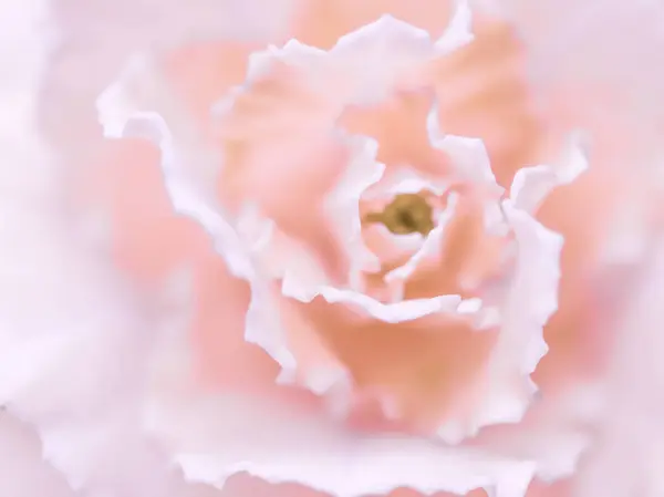 レトロアート ヴィンテージカード 植物のコンセプト 抽象的な花の背景 淡いピンクのカーネーションの花 休日のブランドデザインのためのマクロ花の背景 — ストック写真