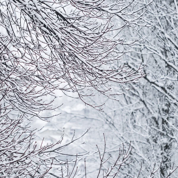 荒凉的风景 寒假的概念 童话蓬松的积雪覆盖的树枝 白雪的自然景观和寒冷的天气 冬季公园的降雪 软焦点 — 图库照片