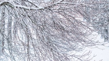 Kar manzarası, kış tatili konsepti - Peri masalı kar kaplı ağaç dalları, beyaz kar ve soğuk hava manzarası. Kış parkında kar yağışı. Yumuşak odak