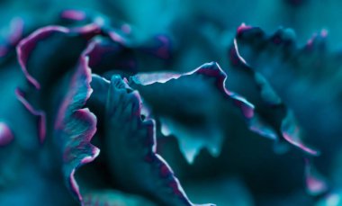 Retro sanat, klasik kart ve botanik konsepti soyut çiçek arkaplanı, mavi karanfil çiçeği. Tatil markası tasarımı için Macro çiçek arkaplanı