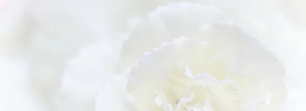 复古艺术 复古卡片和植物学概念 摘要花卉背景 白色康乃馨花 度假品牌设计的宏观花卉背景 — 图库照片