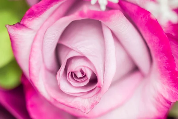 植物学概念 婚宴请柬 软焦点 抽象花卉背景 紫色玫瑰花 度假品牌设计的宏观花卉背景 — 图库照片