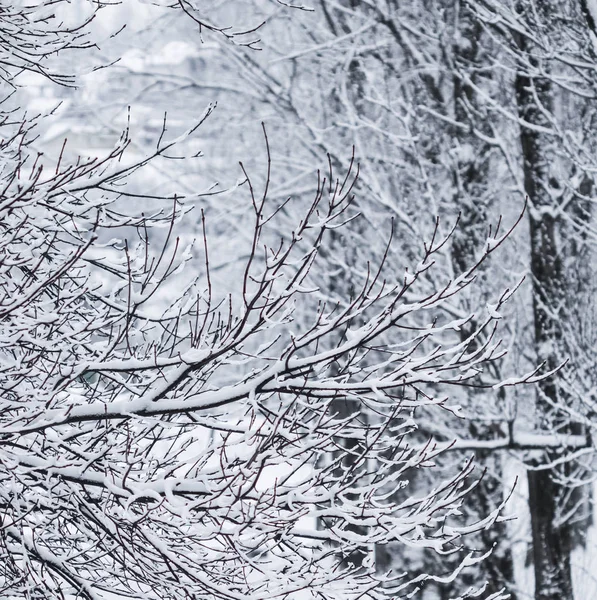 雪景色 冬の休暇のコンセプト おとぎ話のようなふわふわの雪に覆われた木の枝 白い雪と寒い天候の自然風景 冬の公園で降雪 ソフトフォーカス — ストック写真