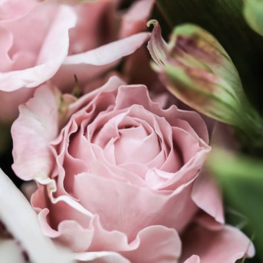 Botanik konsepti, düğün davetiyesi yumuşak odak noktası, soyut çiçek arkaplanı, pembe gül çiçeği. Tatil markası tasarımı için Macro çiçek arkaplanı