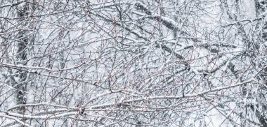 Kar manzarası, kış tatili konsepti - Peri masalı kar kaplı ağaç dalları, beyaz kar ve soğuk hava manzarası. Kış parkında kar yağışı. Yumuşak odak