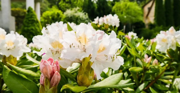 Floraison Belle Fleur Rhododendron White Cunningham Dans Jardin Printemps — Photo