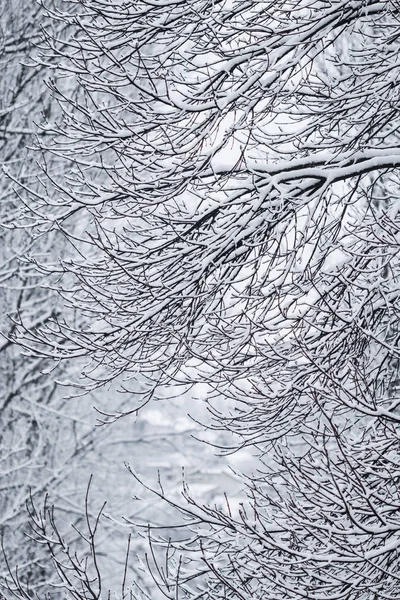 荒凉的风景 寒假的概念 童话蓬松的积雪覆盖的树枝 白雪的自然景观和寒冷的天气 冬季公园的降雪 软焦点 — 图库照片