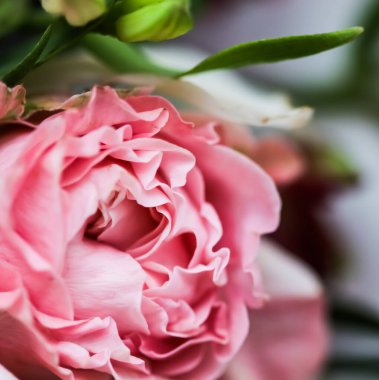 Botanik konsepti, düğün davetiyesi yumuşak odak noktası, soyut çiçek arkaplanı, pembe gül çiçeği. Tatil markası tasarımı için Macro çiçek arkaplanı