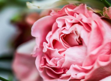 Botanik konsepti, düğün davetiyesi yumuşak odak noktası, soyut çiçek arkaplanı, pembe gül çiçeği. Tatil markası tasarımı için Macro çiçek arkaplanı