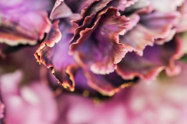 Retro sanat, klasik kart ve botanik konsepti soyut çiçek arkaplanı, mor karanfil çiçeği. Tatil markası tasarımı için Macro çiçek arkaplanı