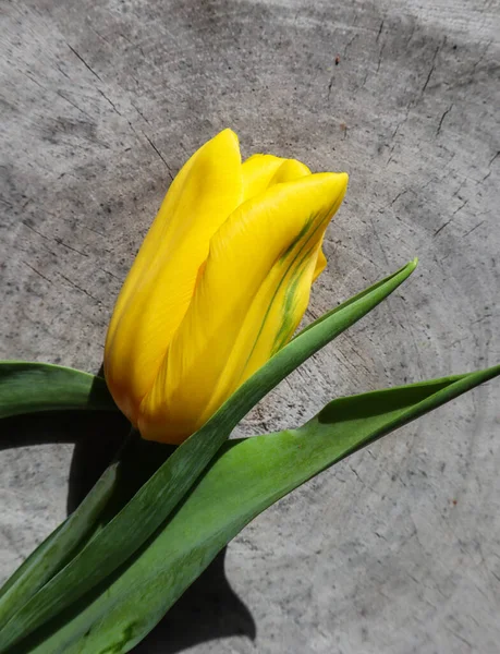 Belle Tulipe Jaune Sur Surface Rugueuse Vieux Moignon — Photo