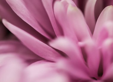 Retro sanat, klasik kart ve botanik konsept - soyut çiçek arkaplanı, pembe kasımpatı çiçeği. Tatil markası tasarımı için Macro çiçek arkaplanı