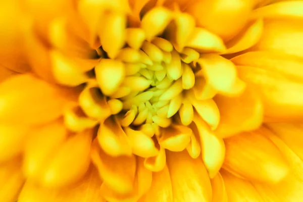 复古艺术 复古卡片和植物学概念 摘要花卉背景 黄色菊花 度假品牌设计的宏观花卉背景 — 图库照片